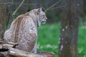 Naklejka premium A lynx resting in the forest