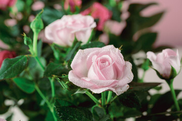 Close up of Pink garden rose flowers on green background