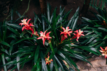 Tropische Blumen in einem Gewächshaus