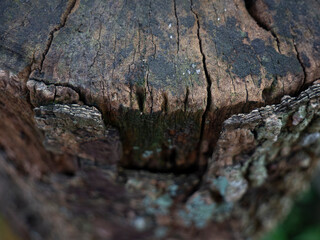 Detailed photo of a cracked old piece of wood.