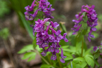 Obraz premium Close up beautiful purple flowers of Corydalis flowers, growing on the meadow. Early spring flowers.