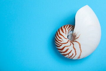 Nautilus shell on light blue background, top view. Space for text