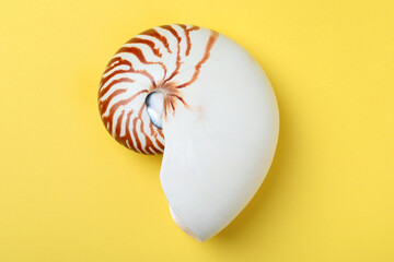Nautilus shell on yellow background, top view