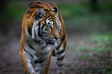 Fototapeta premium Portrait of a tiger in the forest