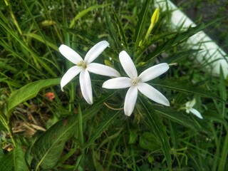 Hippobroma longiflora, also called Star of Bethlehem or madamfate, is a flowering plant in the family Campanulaceae.