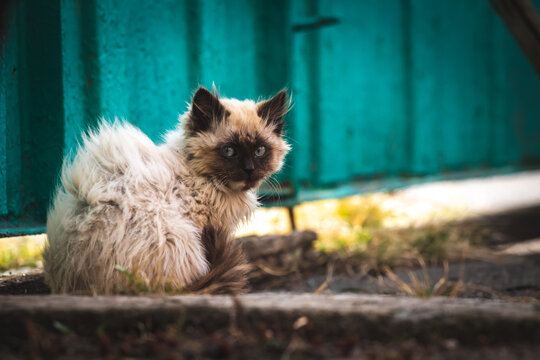 Stray kitten in strong wind on the street. Cute homeless animals concept background photo
