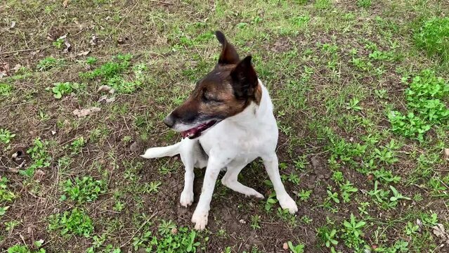 Slow motion dog in nature