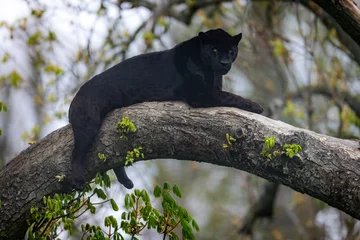 Foto op Canvas A black jaguar sleeping on the tree © AB Photography