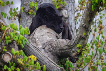 Obraz na płótnie Canvas A black jaguar sleeping on the tree
