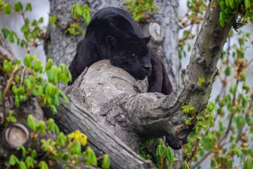 Fotobehang A black jaguar sleeping on the tree © AB Photography