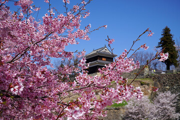 上田城のヤマザクラ