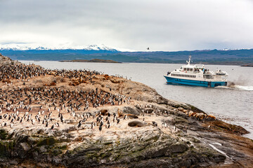 Pinguini nella costa di una  marino in Patagonia (Argentina)
