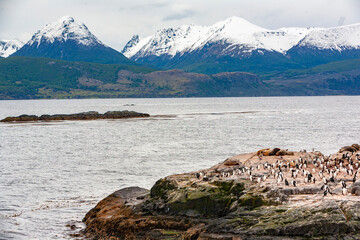Pinguini nella costa di una  marino in Patagonia (Argentina) © alex.pin