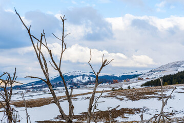 Dry branches with snow fell on the dry grass. on mountain