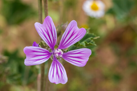 Malvenartige Bilder Durchsuchen 2,445 Archivfotos, und
