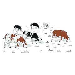 Cows Agriculture farming animal inek kurban bayramı sacrifice farm cow tarım inekler hayvancılık