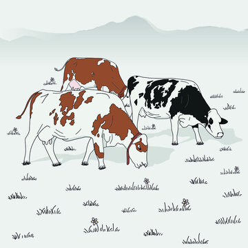 Cows Agriculture farming animal inek kurban bayramı sacrifice farm cow tarım inekler hayvancılık