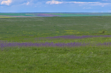 Endless expanses of the spring steppe. Distant horizons of the steppe plain. The sky above the...