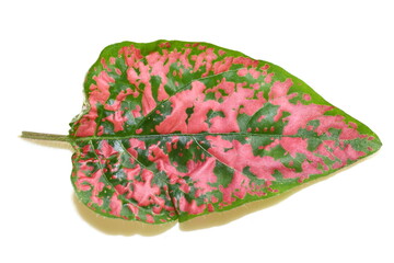 Closeup on the green and pink leaf of a hypoestes plant