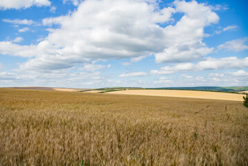 Golden wheat field and blue sky