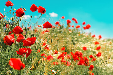 Fototapeta na wymiar Red common poppy flowers in grass field meadow in spring