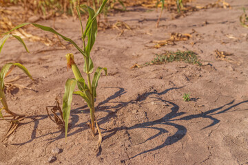 Undeveloped corn crops affected by lack of water and drought