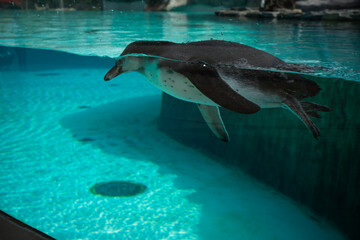 Fototapeta premium cute penguin swims in the pool with blue water