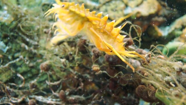 Unique endemic crustacean crayfish Acanthogammarus deep underwater in animal world of peculiar wild nature of Lake Baikal in Siberia Russia.