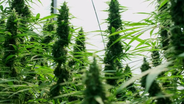 Medical Cannabis plants grown under controlled conditions in large greenhouses. Production of alternative herbal medicines and CBD oil.