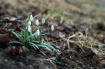Przebiśniegi na tle ziemi 