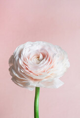 Pink rose flower. Pastel floral background. Close up, vertical