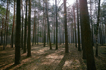 Naklejka premium footpath in the green morning woods forest Ukraine 