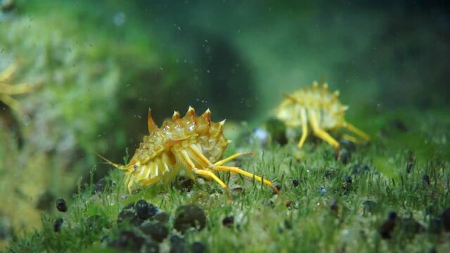 Unique endemic crustacean crayfish Acanthogammarus deep underwater in animal world of peculiar wild nature of Lake Baikal in Siberia Russia.