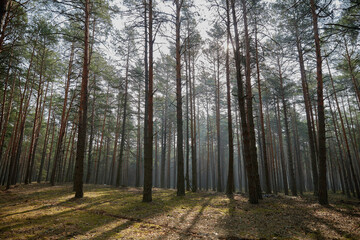 footpath in the green morning woods forest Ukraine 