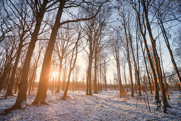 Sunrise in the forest with snow on the ground