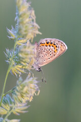 Common blue butterfly on the grass in sunset light