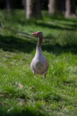 Beautiful goose portrait in a meadowBeautiful goose portrait in a meadow