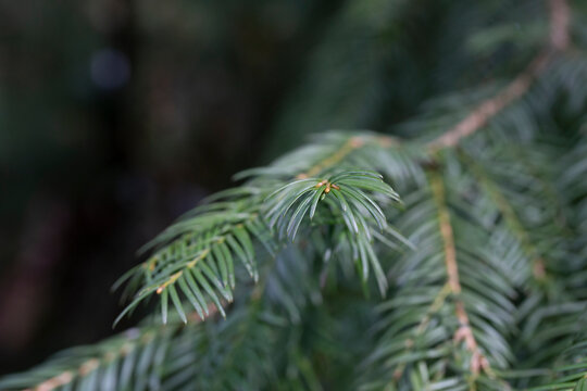 Spring Foliage and Flower Buds of the Coniferous Cow's Tail Pine or Japanese Plum Yew Cephalotaxus harringtonia