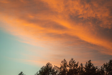 sunset in the forest