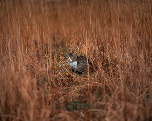 cat on the grass