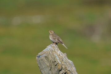 Corn Bunting (Emberiza calandra) perched on a rock