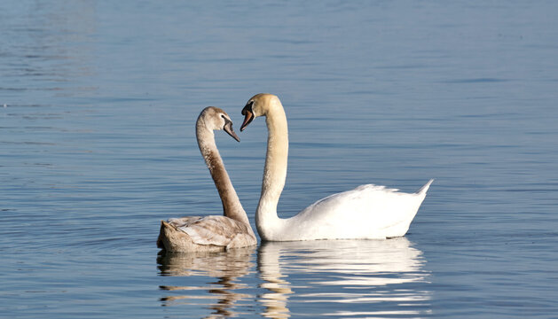 Zwei Schw&auml;ne auf dem Bodensee formen ein Herz