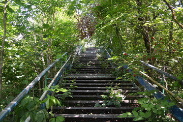 Stairs in the thicket