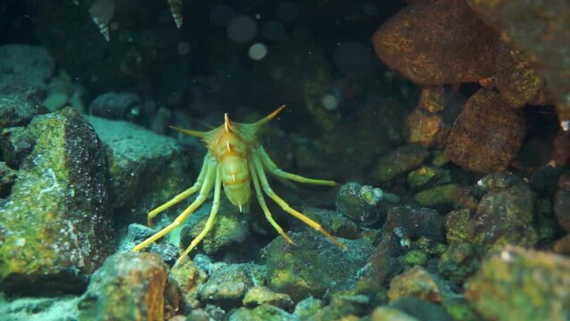 Macro shooting crayfish Acanthogammarus deep underwater in animal world of peculiar wild nature of Lake Baikal in Siberia Russia.
