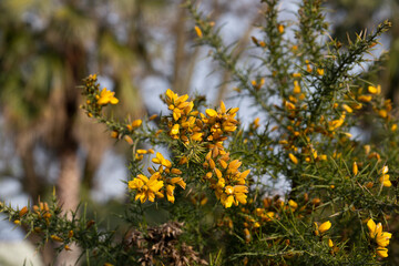 Close up of Ulex Europaeus know as Gorse, bush with small bright yellow flowers