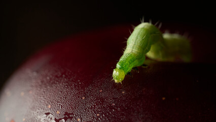 Details of a green caterpillar on a plum