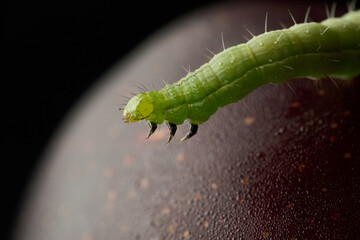 Details of a green caterpillar on a plum