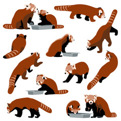 Red panda set collection of bearcats in different poses eat, walk, sit, front, side and back views, flat animal characters on white background