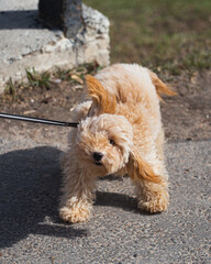 Toy poodle apricot color shakes off - turns his head shaking off water and dirt from his coat