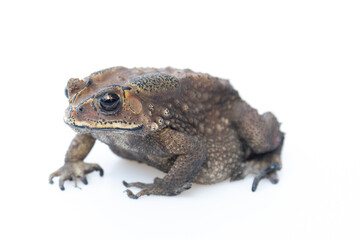 Fototapeta premium Toad isolated on white background.